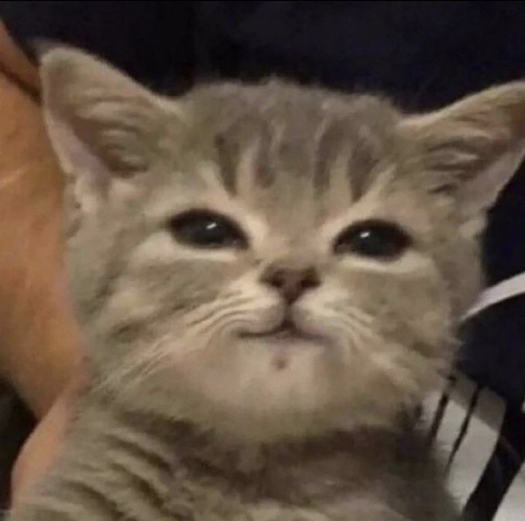 Cat judging life choices